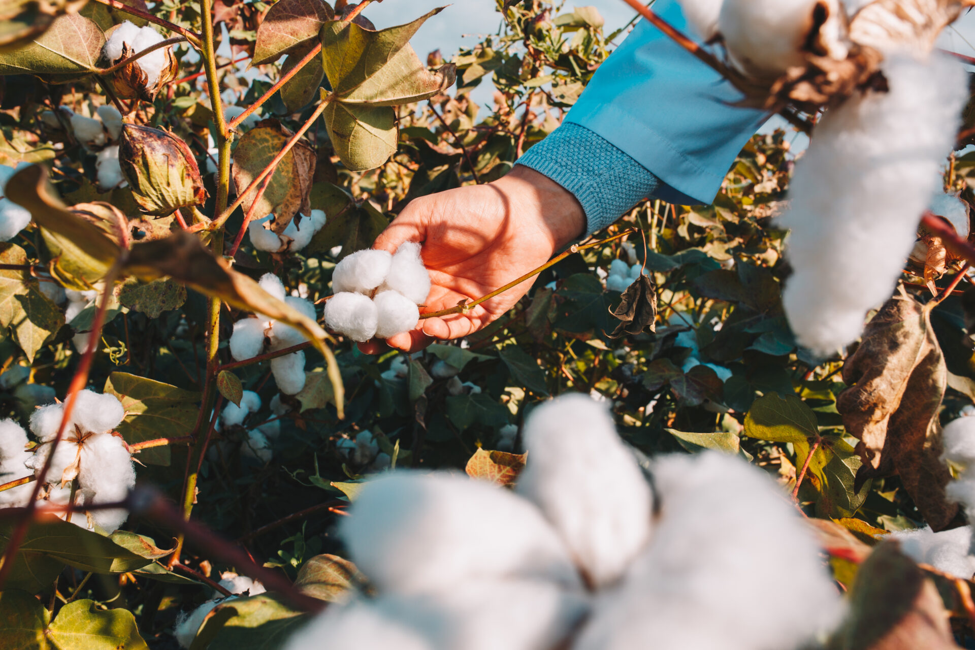 Sustentabilidade na produção de algodão.