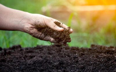 O papel dos fertilizantes na conservação do solo