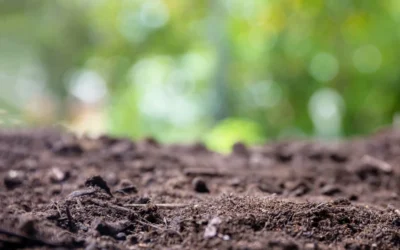 Conheça os principais tipos de solo e suas características