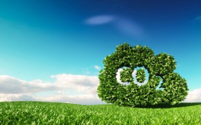 O carbono e os exsudatos no desenvolvimento das plantas