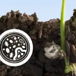 raizes-das-plantas-e-terra-com-uma-lupa-dando-zoom-na-microbiologia-do-solo