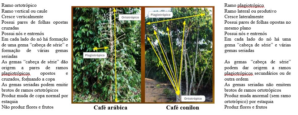 explicacao tipos de café na cafeicultura