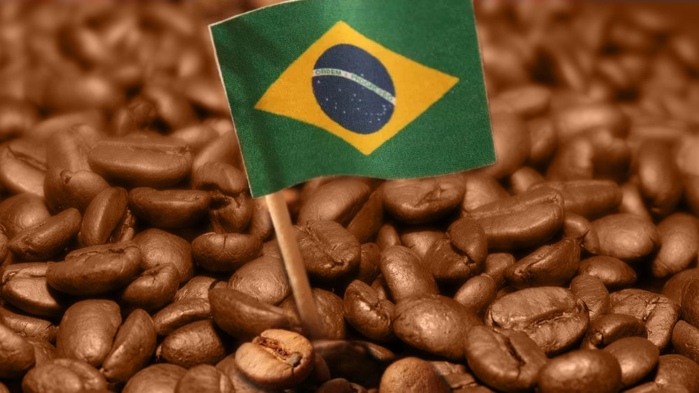 A importância da cafeicultura brasileira