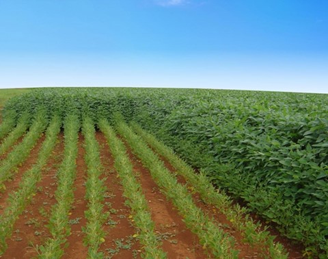 lavoura adubada com fertilizantes fosfatados