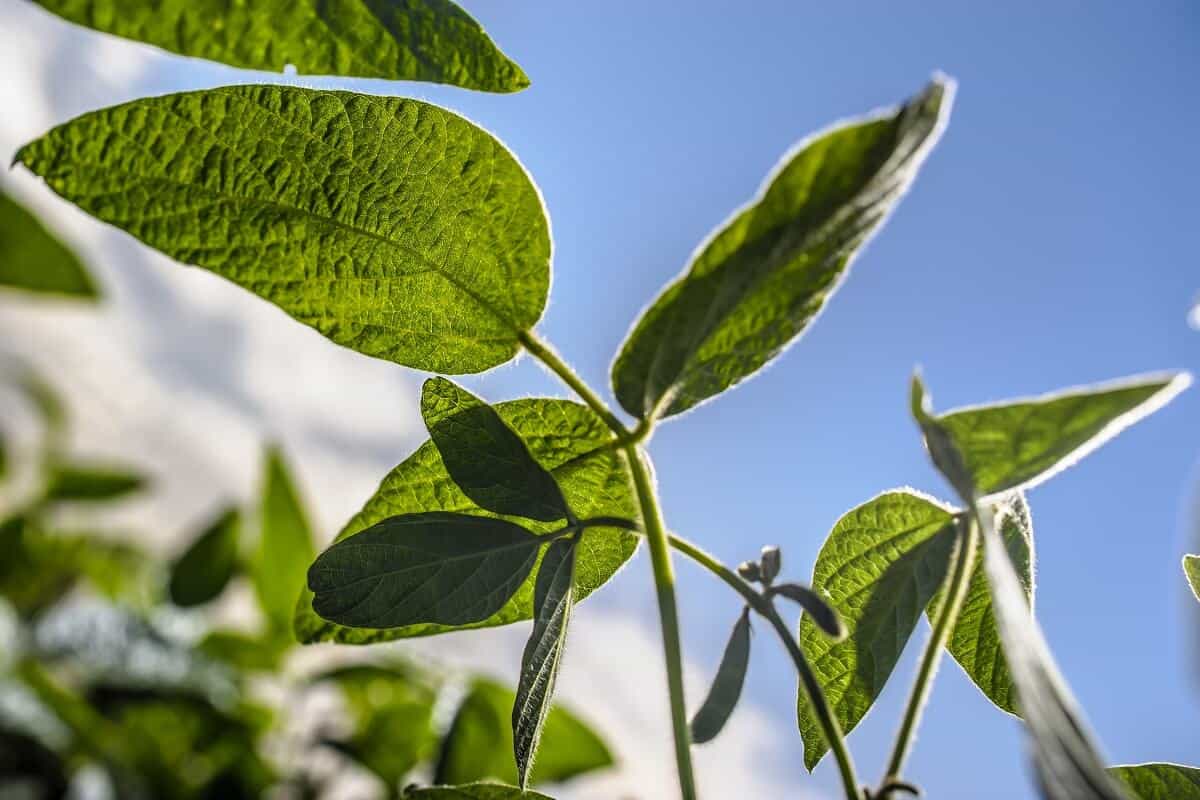 Desafios no manejo nutricional do boro para as plantas