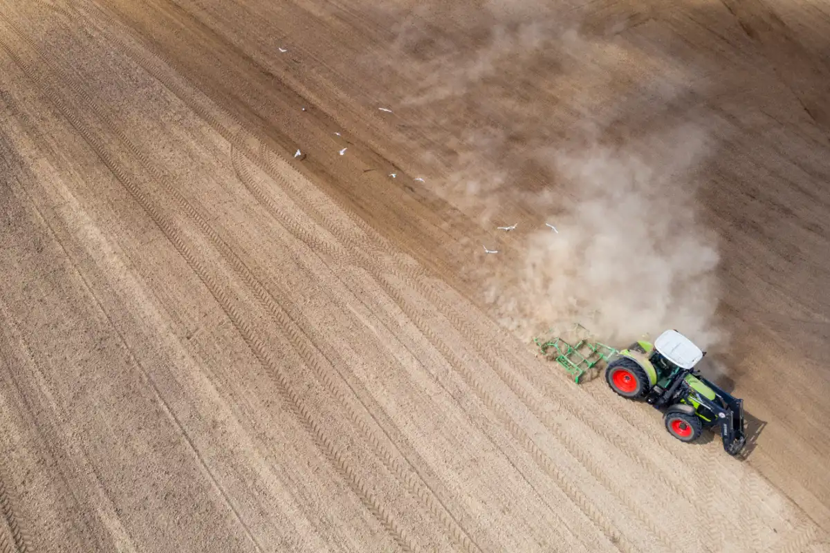 Cálcio para plantas: quais suas funções e como aplicar?