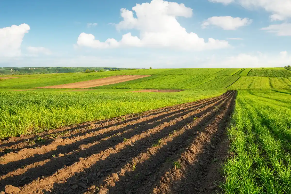 O que são insumos biológicos e qual sua função na agricultura?