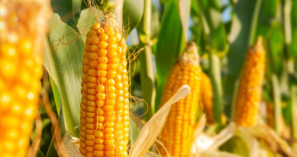 dia mundial da agricultura - plantação de milho