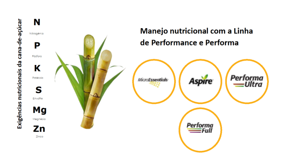 manejo nutricional da cana de açúcar com fertilizante Mosaic