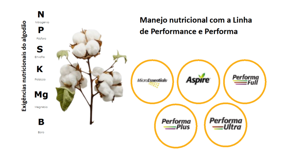 manejo nutricional do algodão com fertilizante Mosaic