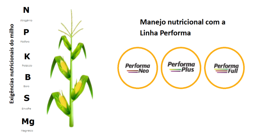 manejo nutricional do milho com fertilizantes da linha performa