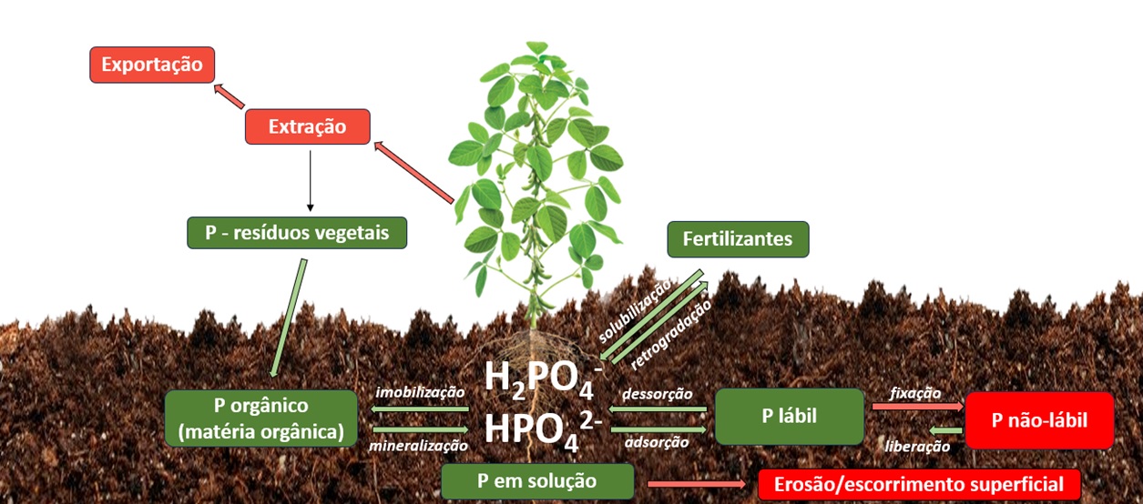 Dinâmica de fósforo no sistema solo-planta