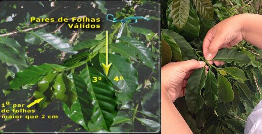 coleta de folhas de café
