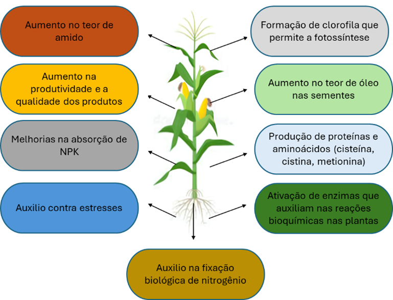 Funções do enxofre no crescimento e desenvolvimento das plantas