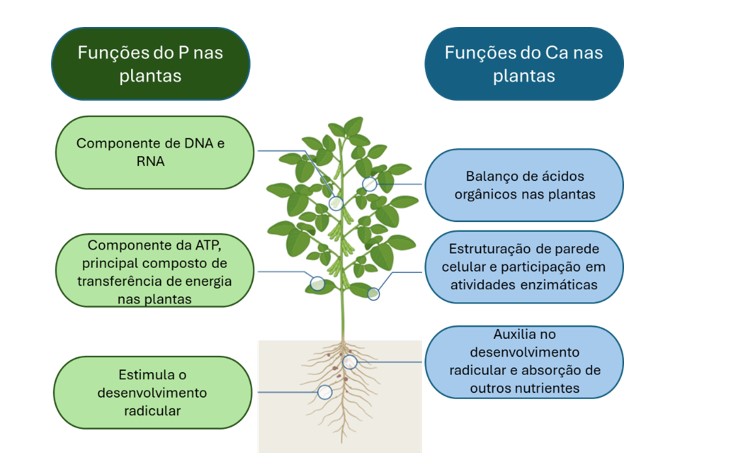 principais funções do cálcio e do fósforo nas plantas