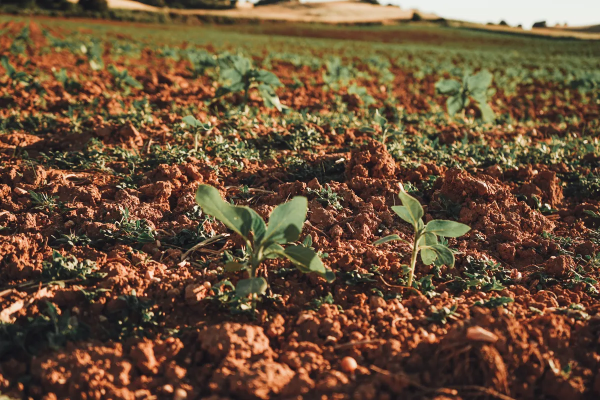 Gesso agrícola: a ferramenta essencial para desbloquear a produtividade em solos tropicais