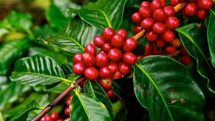 Benefícios do gesso agrícola: Produtores de café superam desafios climáticos com solução simples, acessível e sustentável
