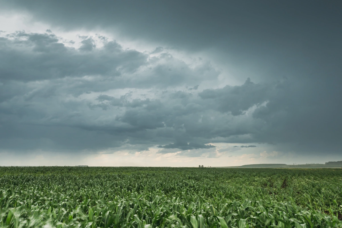 El Niño, safras de verão e segunda safra: nutrição e manejo contra o risco climático