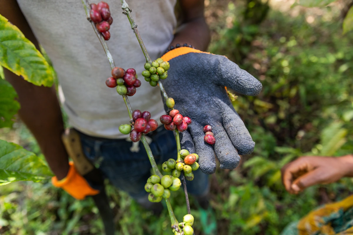 Nutrição do café: impacto dos fertilizantes minerais e bionutrição na qualidade e rentabilidade