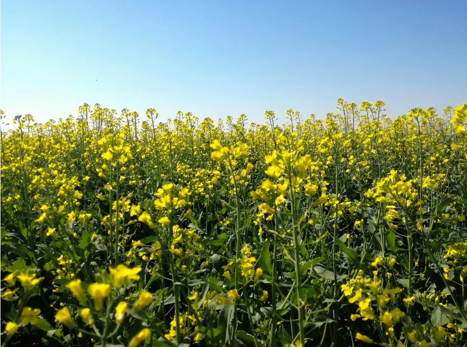 Carinata: o que é, importância, adubação e mais