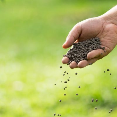 Adubação de Cobertura: mão com fertilizante de fósforo e potássio