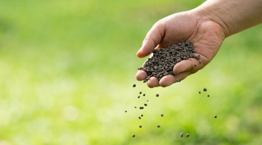 Adubação de Cobertura: mão com fertilizante de fósforo e potássio