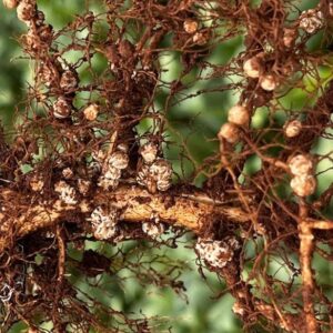 Azospirillum brasilense aplicado na planta