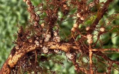 Azospirillum brasilense aplicado na planta