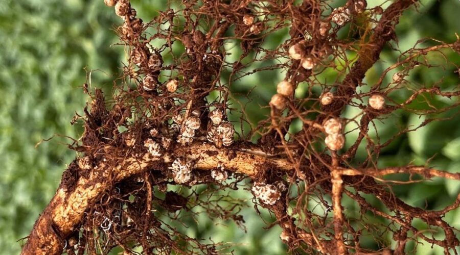 Azospirillum brasilense aplicado na planta