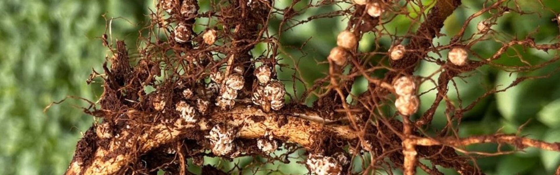 Azospirillum brasilense aplicado na planta