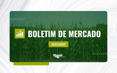 Boletim de mercado novembro - imagem de plantação de milho