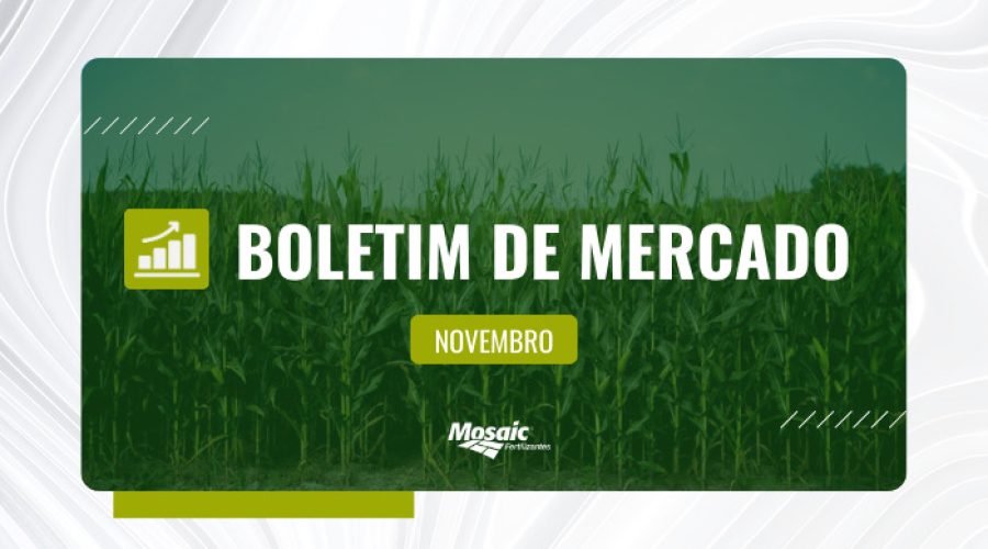 Boletim de mercado novembro - imagem de plantação de milho