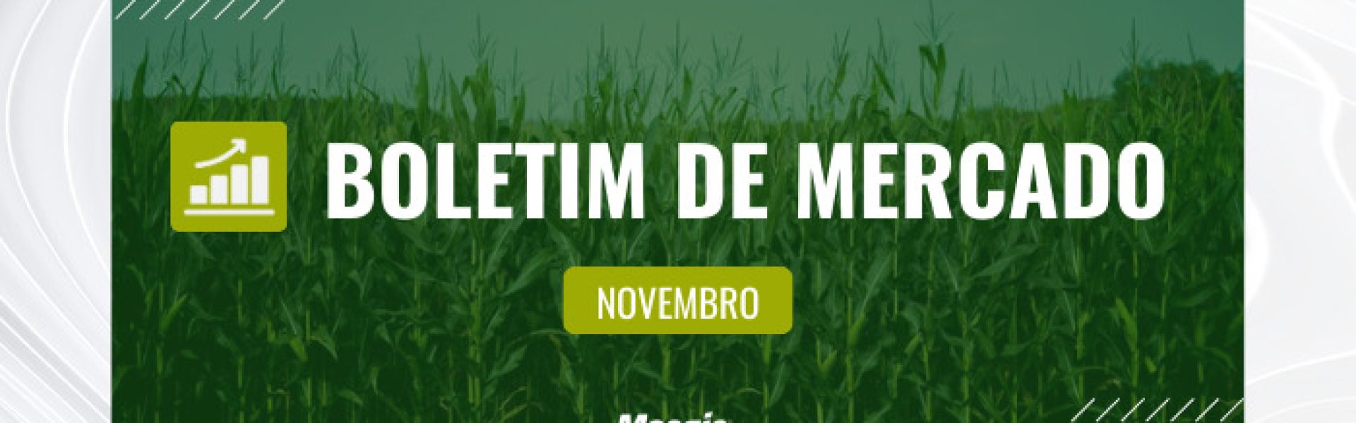 Boletim de mercado novembro - imagem de plantação de milho