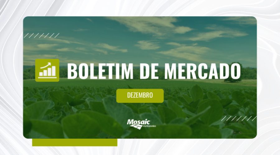 Boletim de mercado dezembro- imagem de plantação de soja