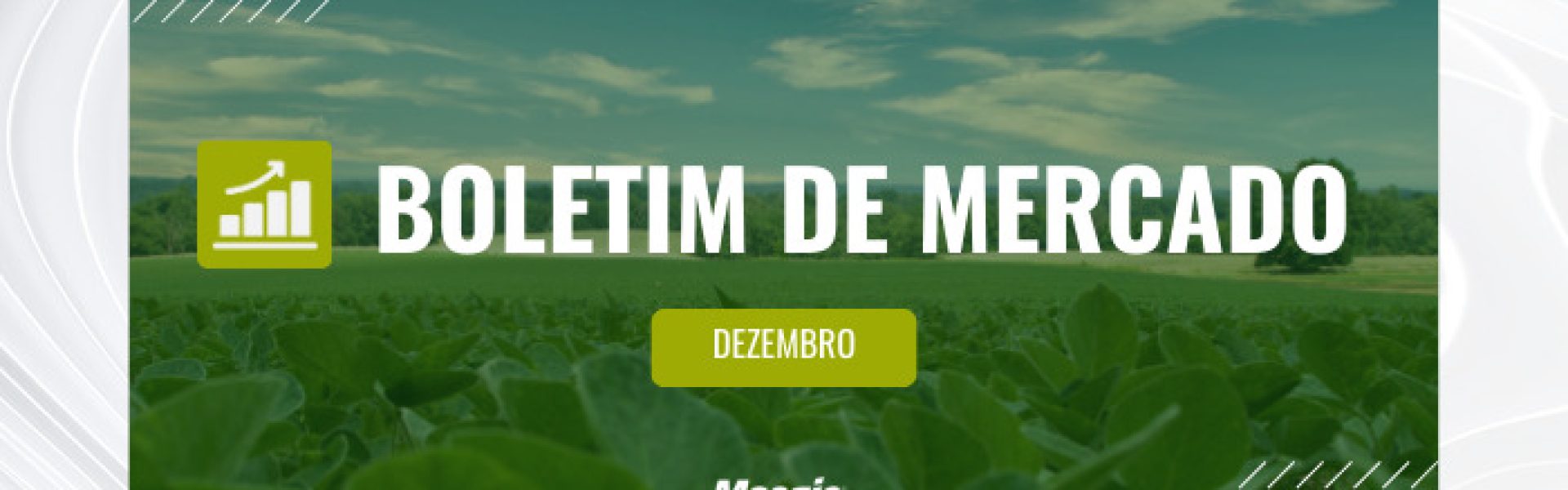 Boletim de mercado dezembro- imagem de plantação de soja