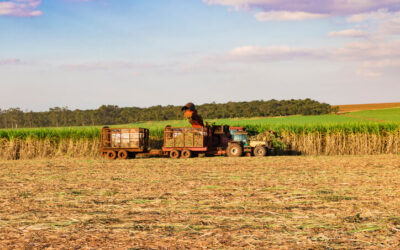 Maquinário agrícola fazendo colheita de cana-de-açúcar