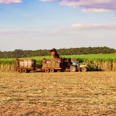 Maquinário agrícola fazendo colheita de cana-de-açúcar