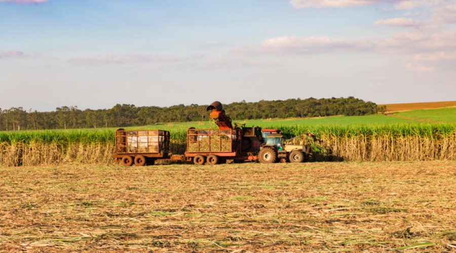 Maquinário agrícola fazendo colheita de cana-de-açúcar