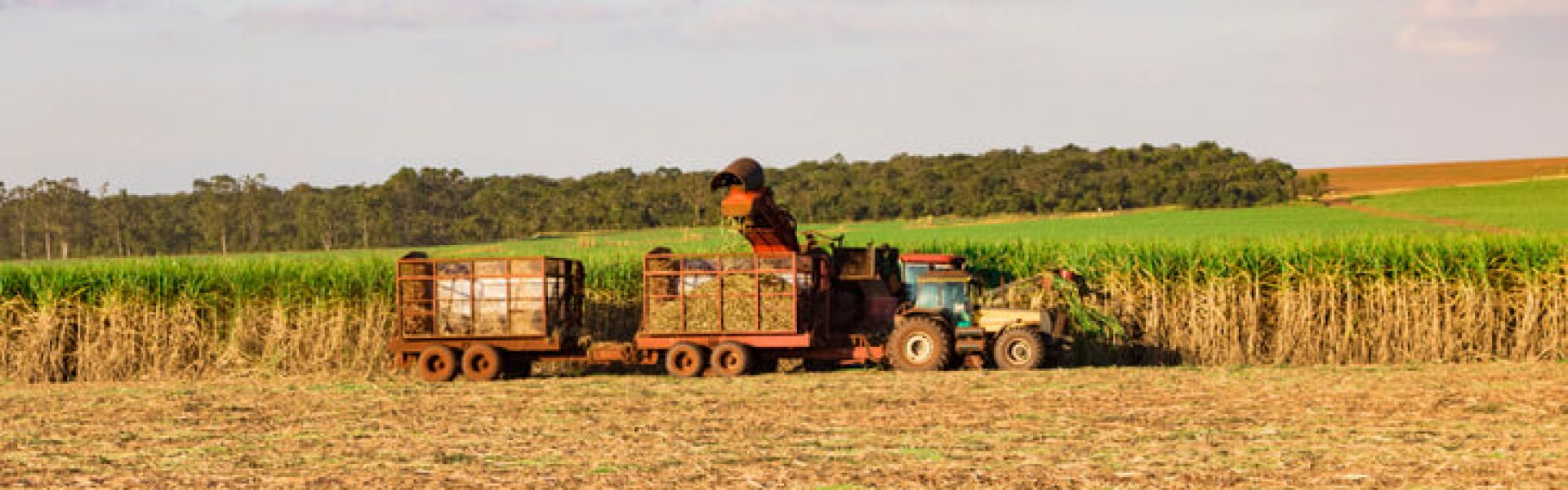 Maquinário agrícola fazendo colheita de cana-de-açúcar