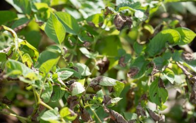 Estresse ambiental em plantas - plantação de batata