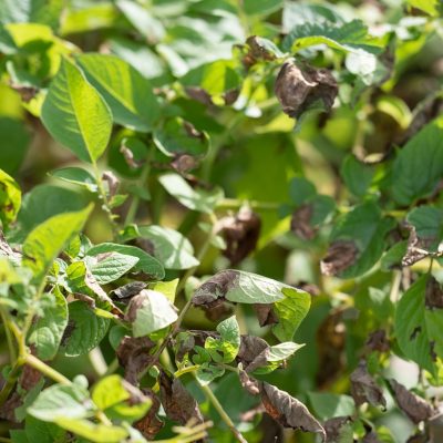 Estresse ambiental em plantas - plantação de batata