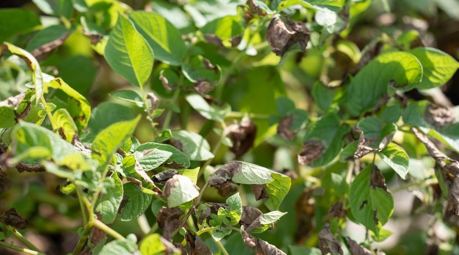 Estresse ambiental em plantas - plantação de batata