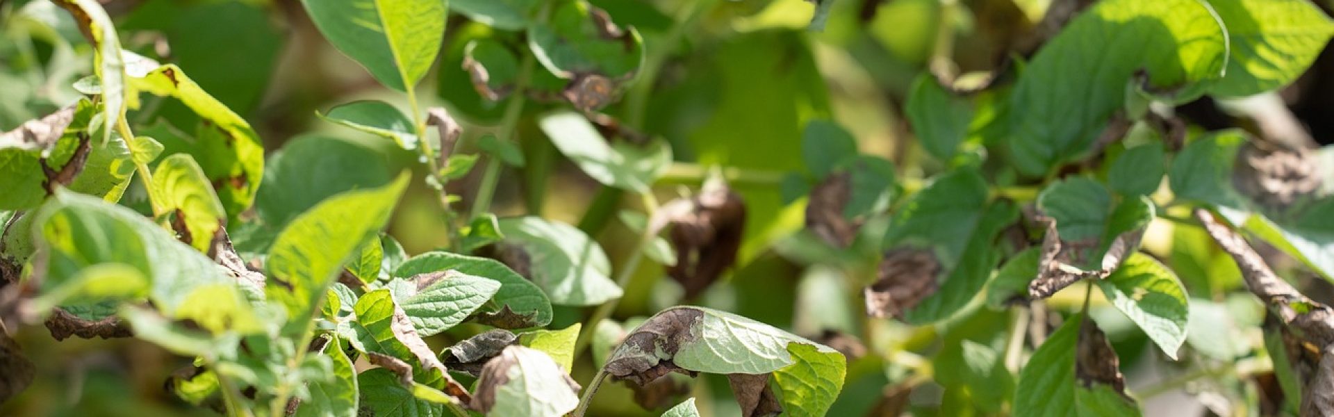 Estresse ambiental em plantas - plantação de batata