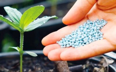 fertilizantes fosfatados nas mãos de uma pessoa