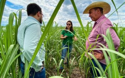 Agricultores em lavoura de cana-de-açúcar