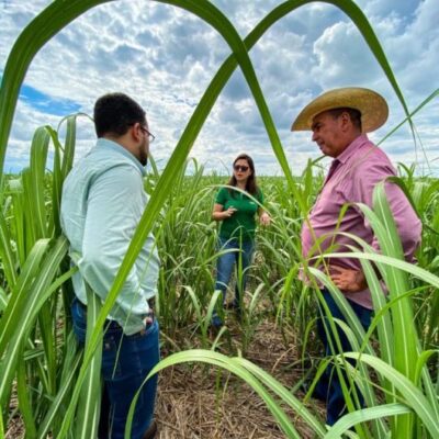 Agricultores em lavoura de cana-de-açúcar