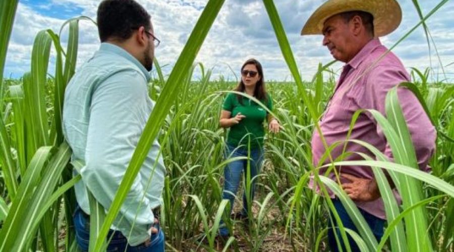 Agricultores em lavoura de cana-de-açúcar