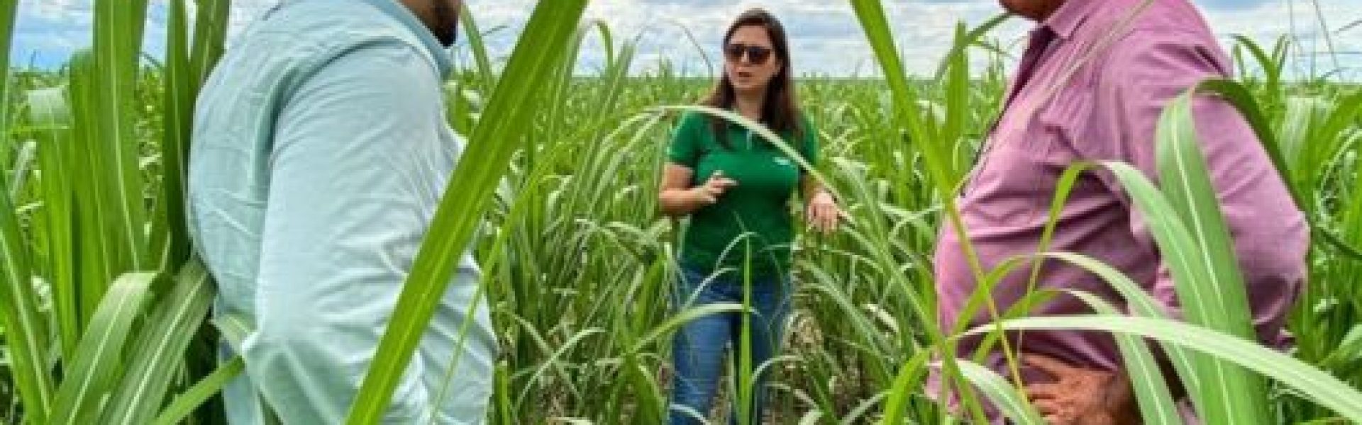 Agricultores em lavoura de cana-de-açúcar