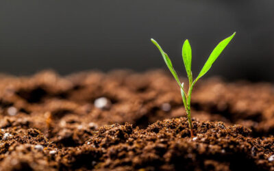 pequena muda de planta