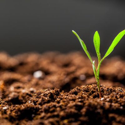 pequena muda de planta